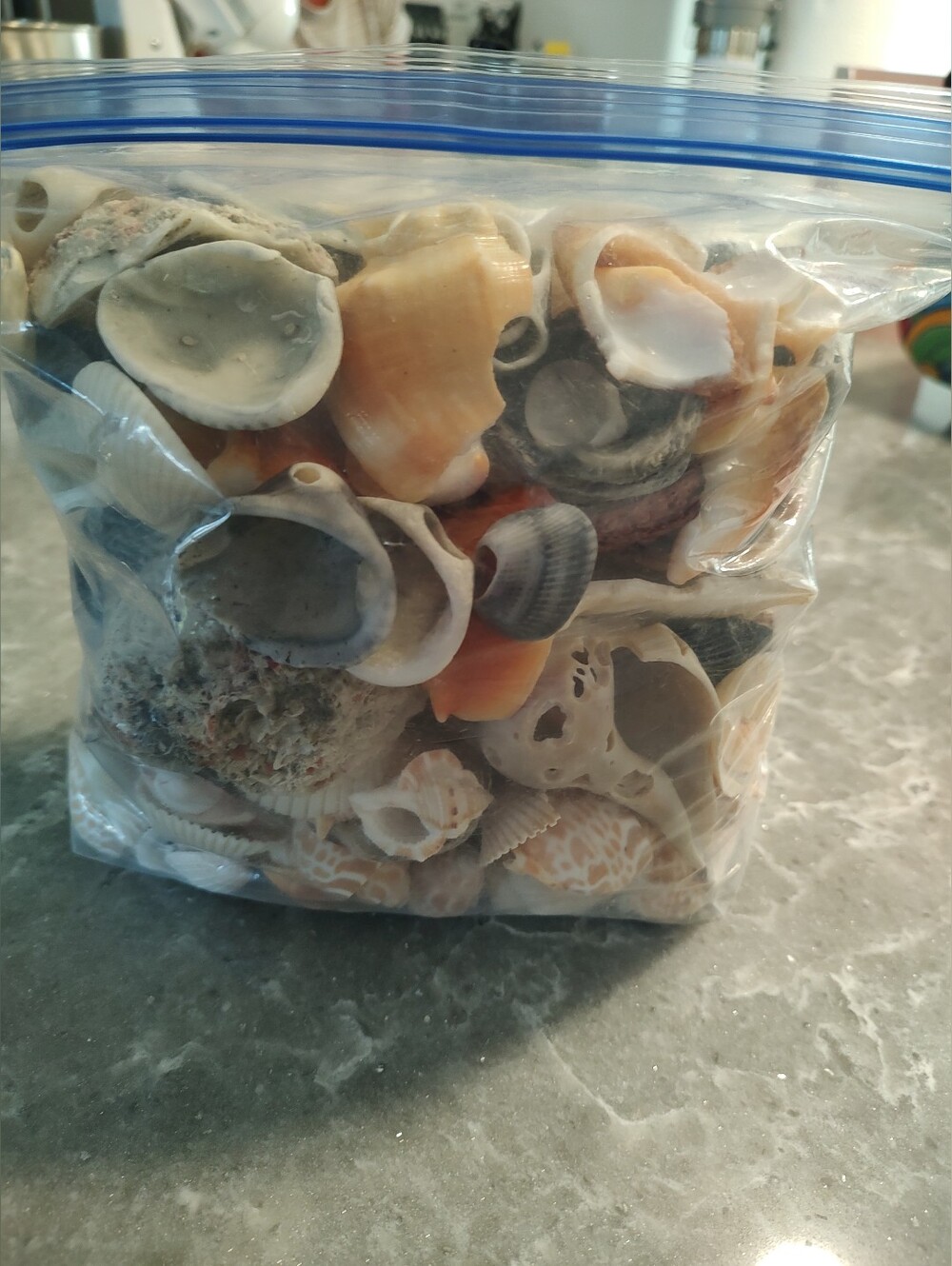 Sea Shells many from the Florida Beaches at least 5.5 lbs
